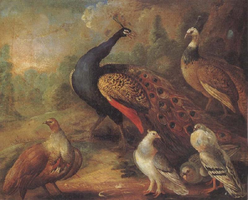 Marmaduke Cradock Peacock and Partridge Sweden oil painting art